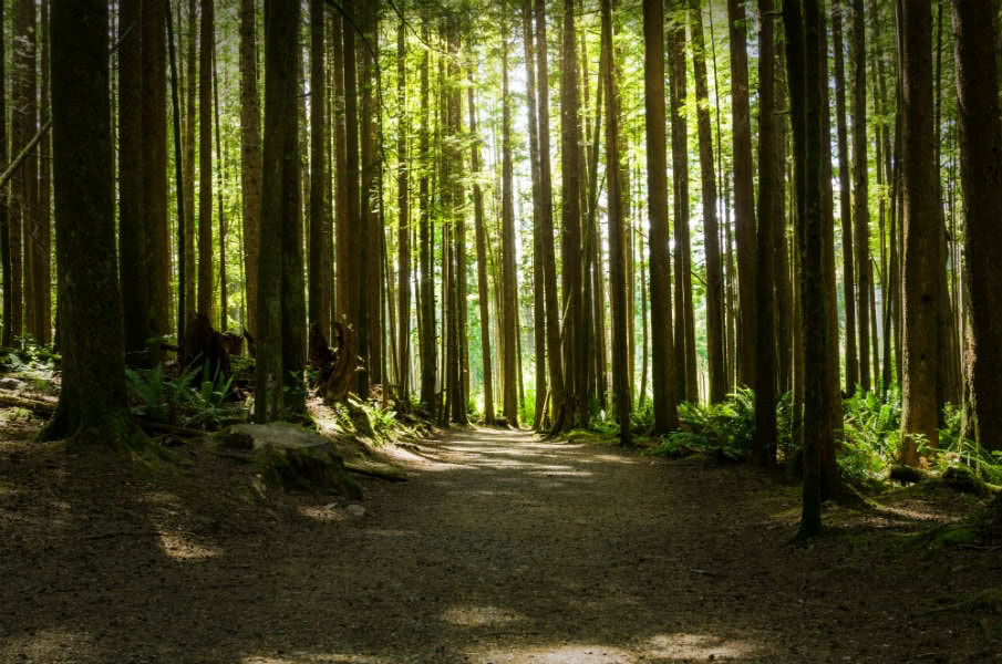 Forest at Sooke